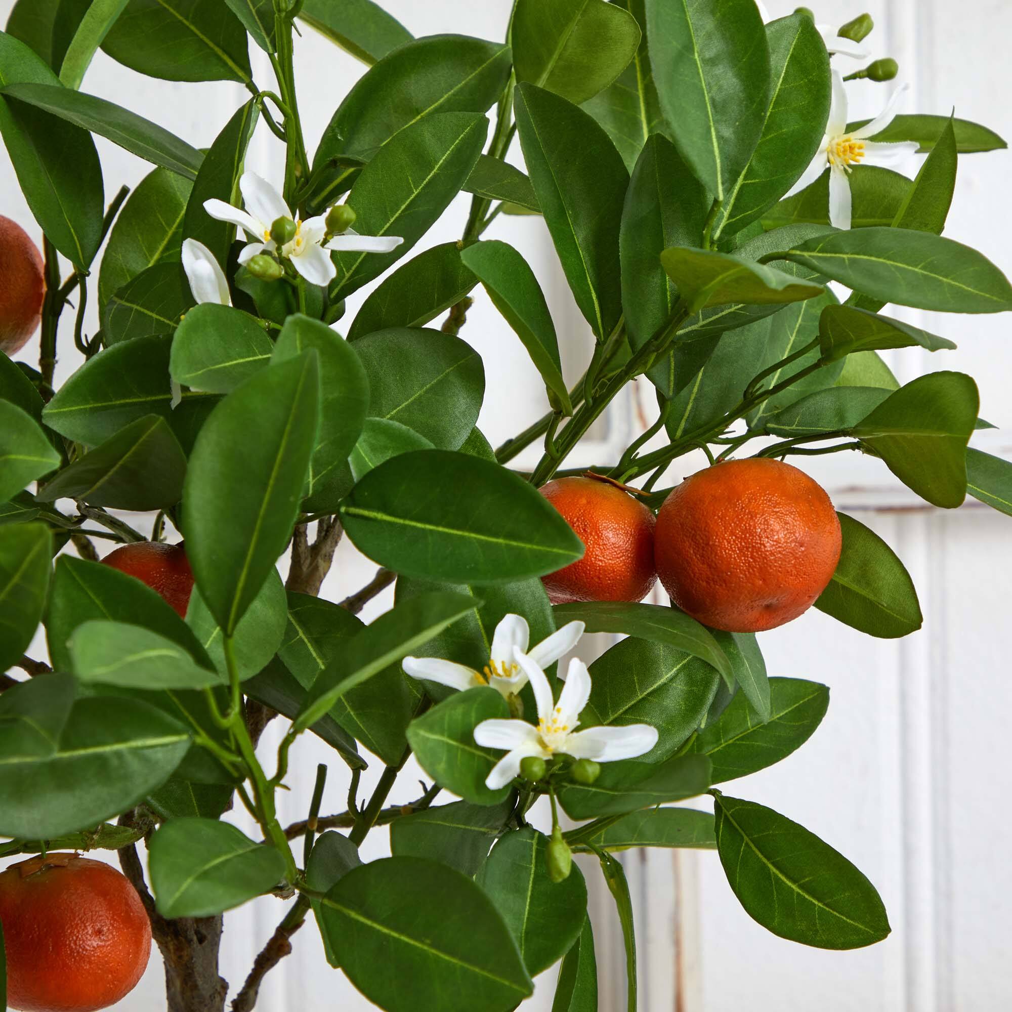 3ft. Potted Orange Tree